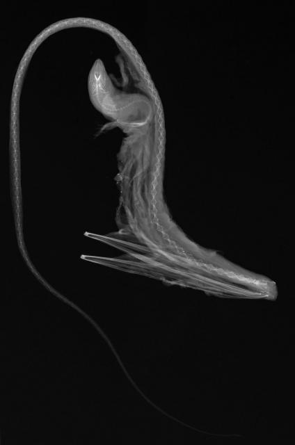 The Pelican Eel