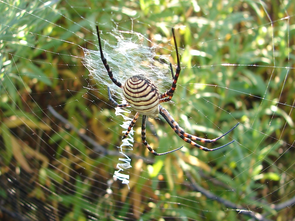 Spiders Who Decorate Their Webs