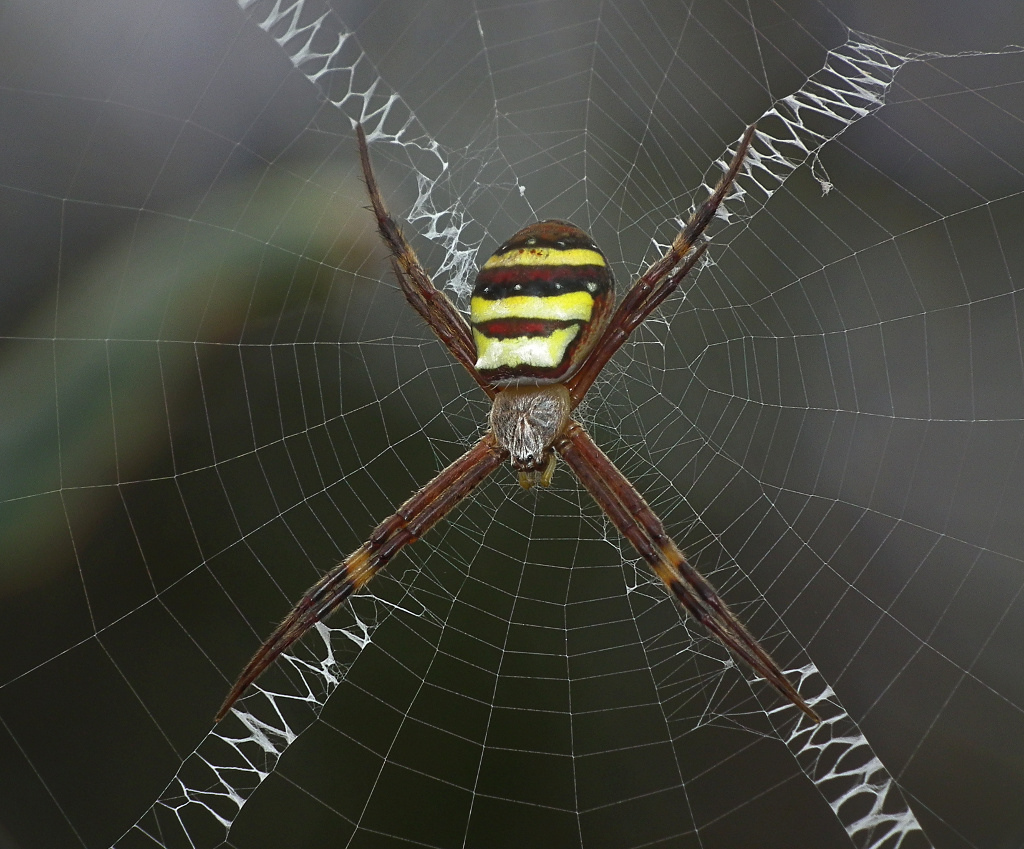 Spiders Who Decorate Their Webs