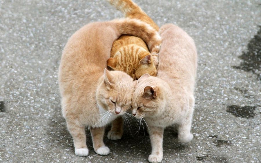 Three kittens showing love for one another