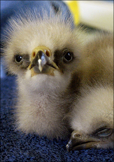 Baby Bald Eagle