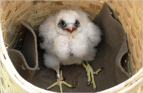 Baby Peregrine Falcon