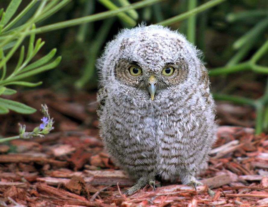 Baby Screech Owl