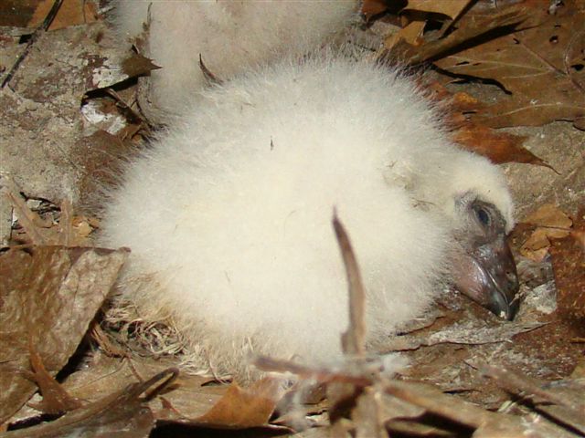 Baby Turkey Vulture