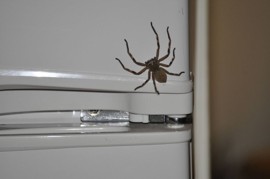 Huge spider on refrigerator