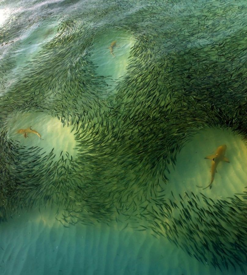 Fish giving sharks a wide berth