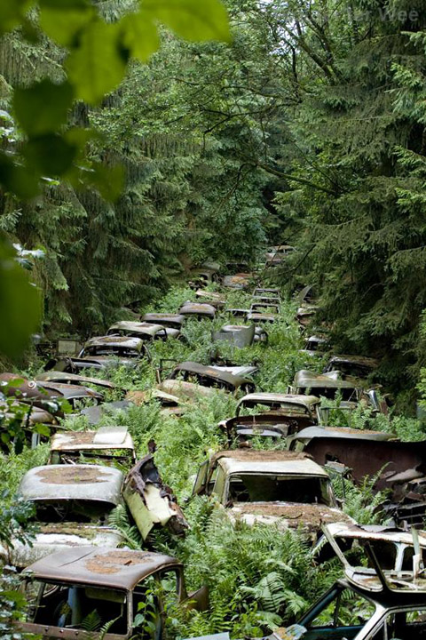 Overgrown highway of abandoned cars
