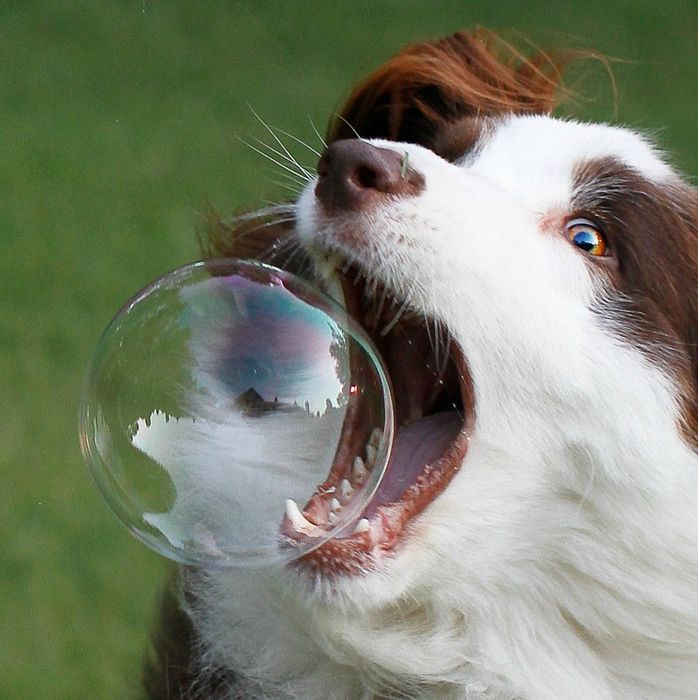 Dog attacking a soap bubble