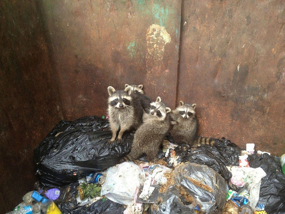 Family Of Raccons Trapped In Dumpster Rescued Via Tree Branch