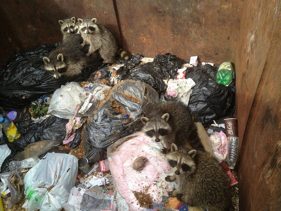 Family Of Raccons Trapped In Dumpster Rescued Via Tree Branch