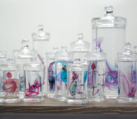 Beautiful Clear Preserved Animals