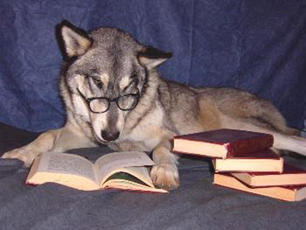 Studying For Finals At Quadruped University