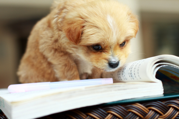 Studying For Finals At Quadruped University