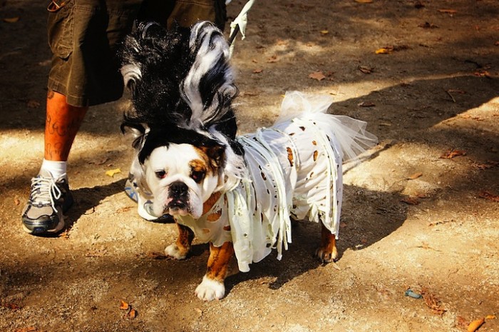 Cute and Funny Dog Halloween Costumes