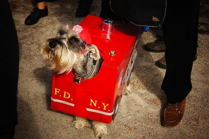 Cute and Funny Dog Halloween Costumes