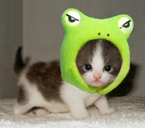 Cute and Funny Cat Halloween Costumes