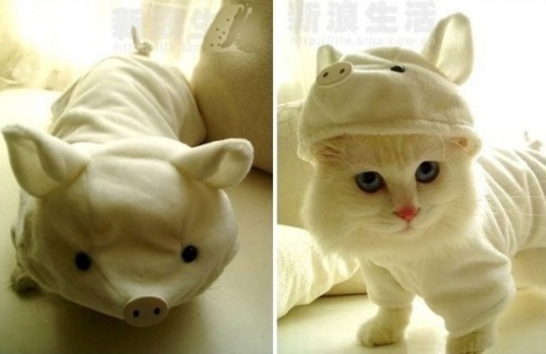 Cute and Funny Cat Halloween Costumes