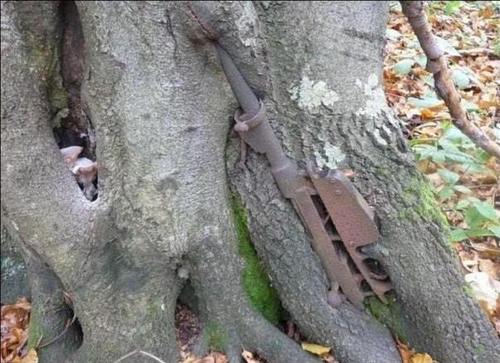 Laid down nearly 80 years ago, Nature has began to reclaim these weapons of war and hide them away