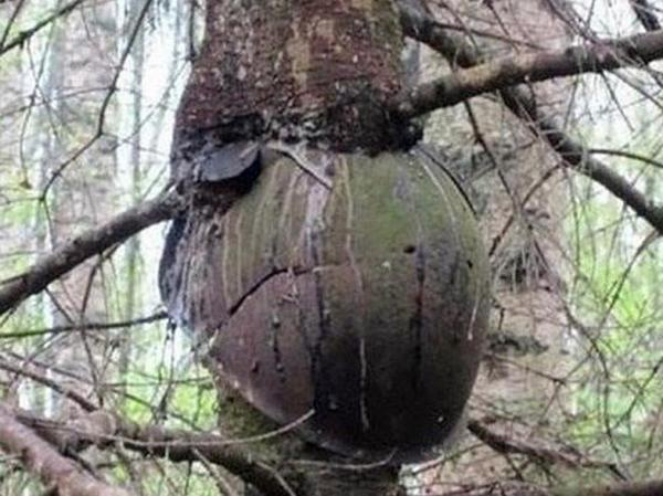 There are many helmets in the forests.