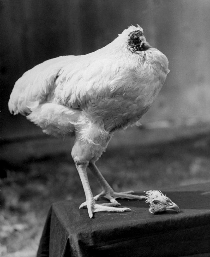 Mike the chicken was supposed have been a quick dinner, but ended up surviving for a year and a half after being beheaded.