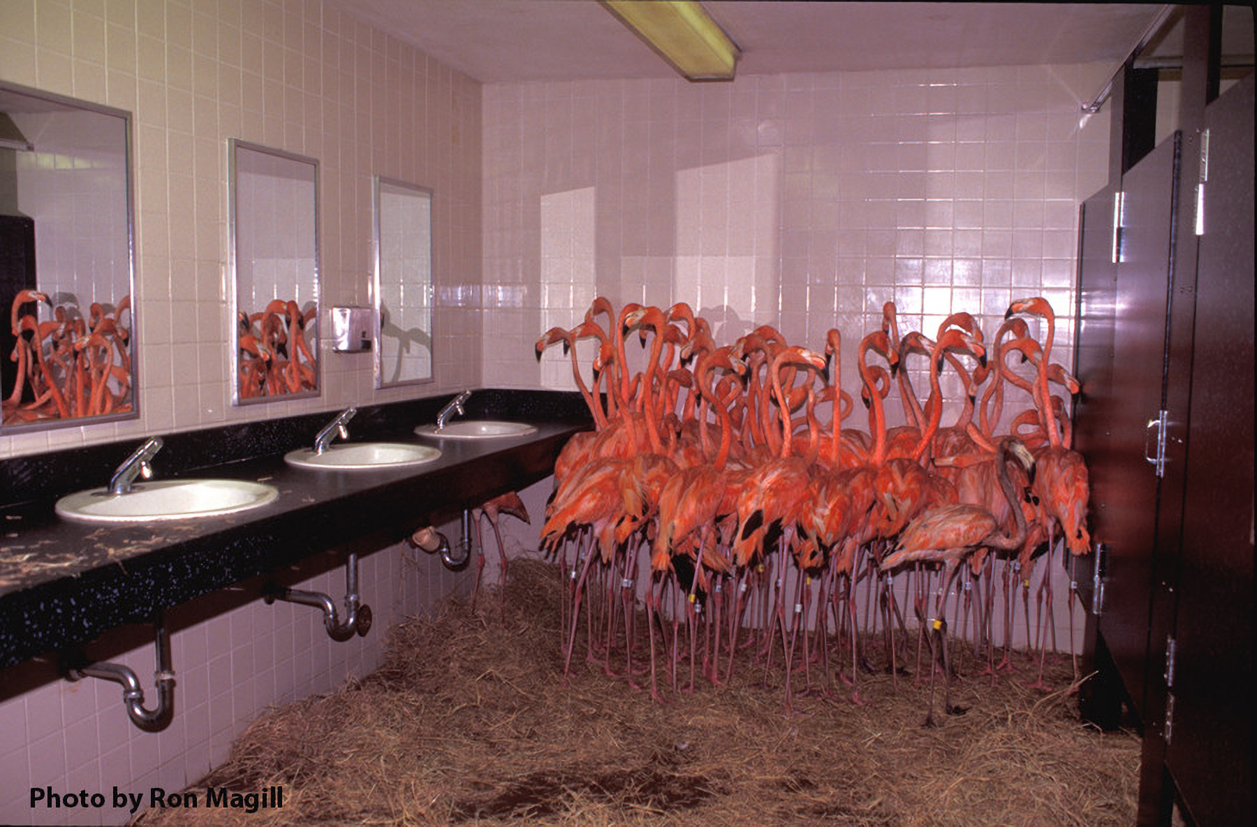Flamingos huddled together in the bathroom at Miami Zoo during Hurricane Andrew (August 24, 1992)