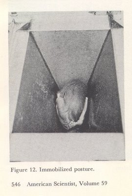 A picture from the material deprivation experiments of Harry Harlow. This was called the "Pit of Despair" Baby monkeys were separated from their mothers at birth and left in a metal cone that did not allow them to stand or see out. They were left in this condition for up to one year. The goal was to create mental psychosis and depression. The experiment was 100% effective in achieving its goals.