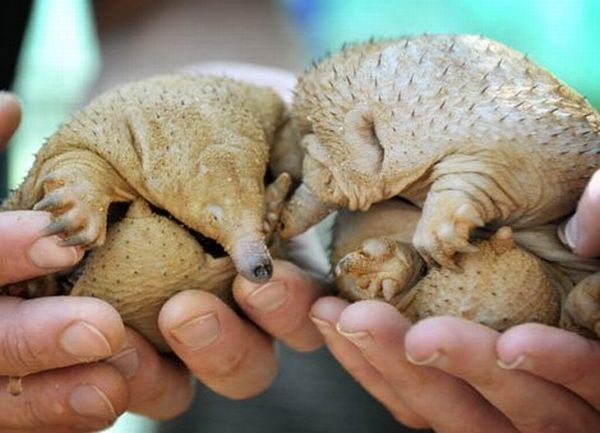 Anteaters