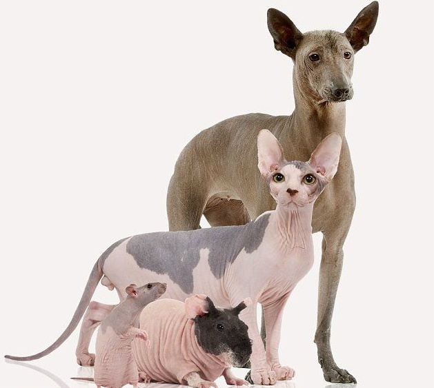Dog, Cat, Guinea pig, Rat. One big, bald, happy family.