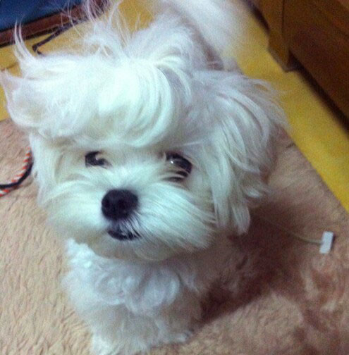 24 Pets Having A Fabulous Hair Day