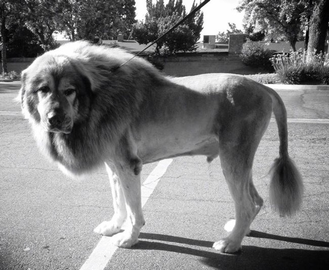 24 Pets Having A Fabulous Hair Day