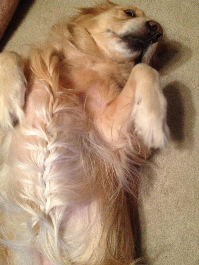 24 Pets Having A Fabulous Hair Day