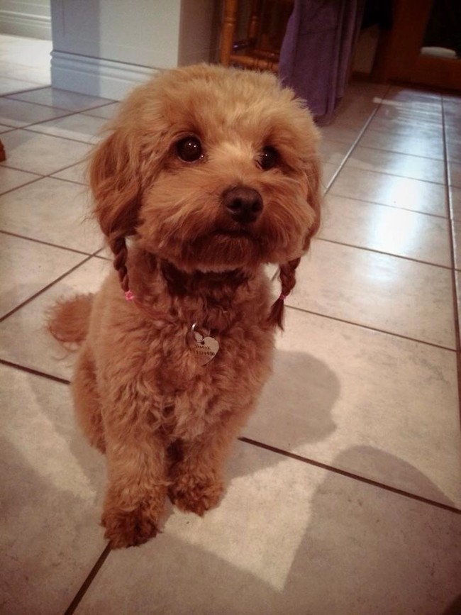 24 Pets Having A Fabulous Hair Day