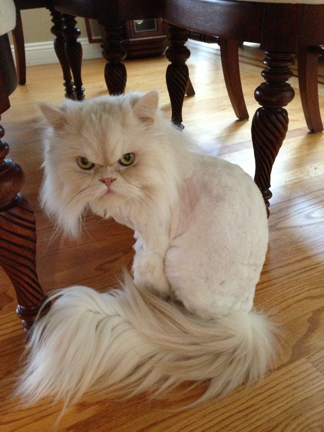 24 Pets Having A Fabulous Hair Day