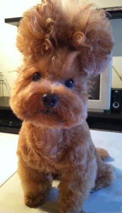 24 Pets Having A Fabulous Hair Day