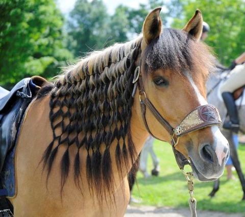 24 Pets Having A Fabulous Hair Day