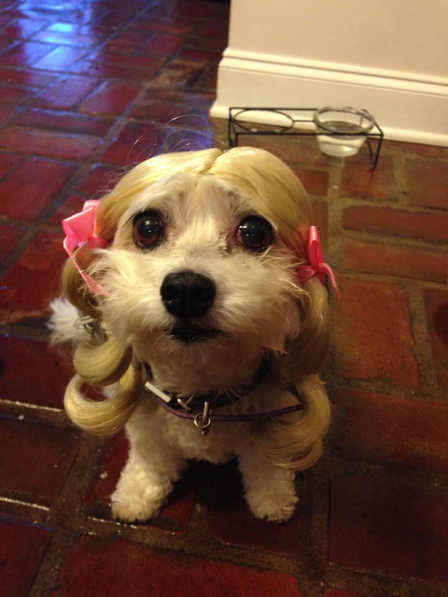 24 Pets Having A Fabulous Hair Day