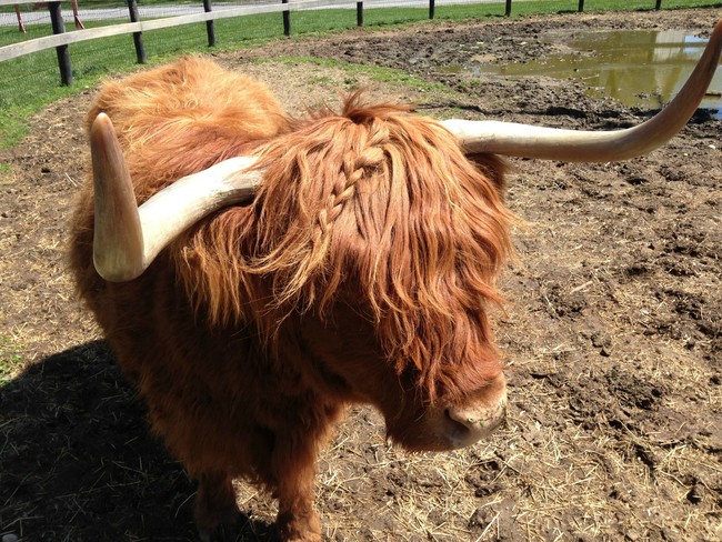 24 Pets Having A Fabulous Hair Day