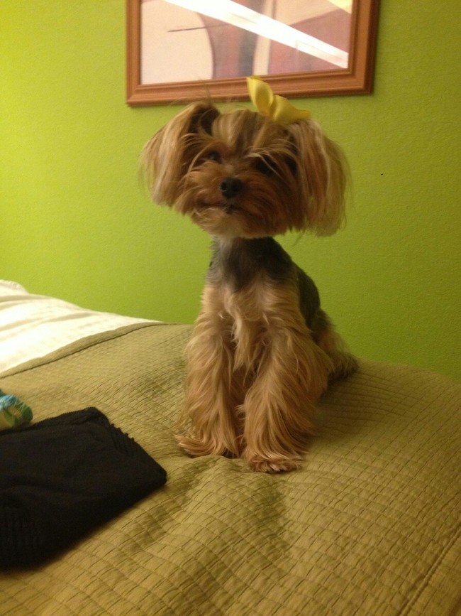 24 Pets Having A Fabulous Hair Day