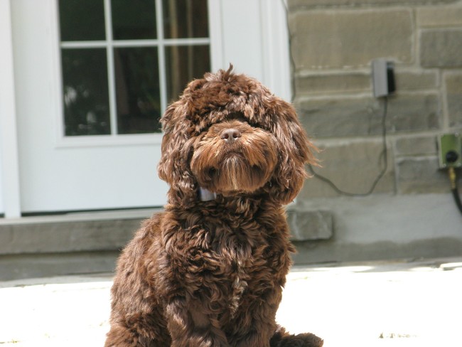 24 Pets Having A Fabulous Hair Day