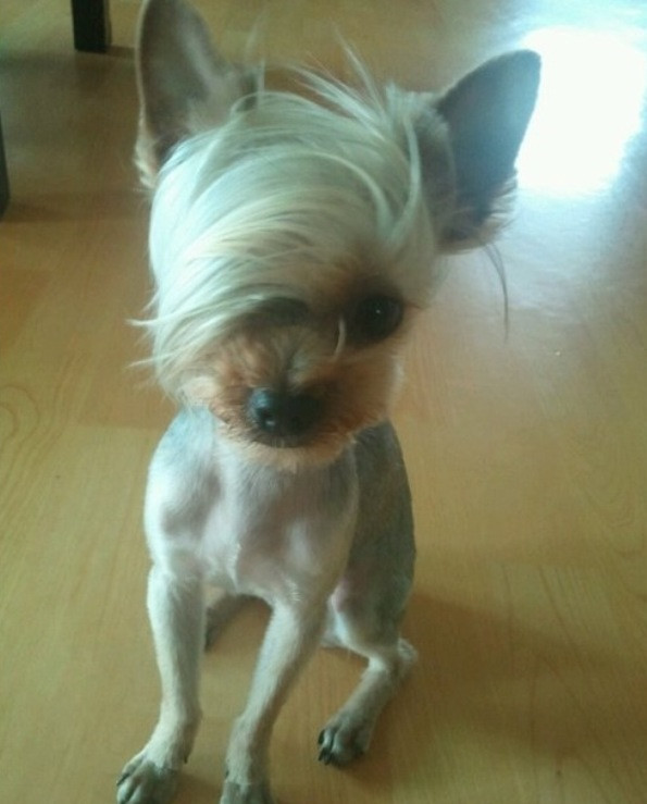 24 Pets Having A Fabulous Hair Day