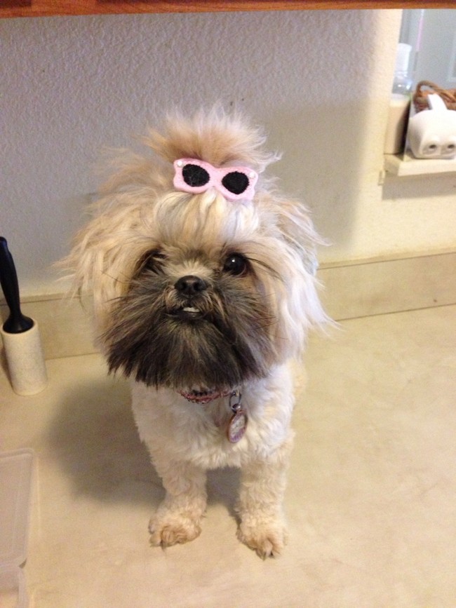 24 Pets Having A Fabulous Hair Day