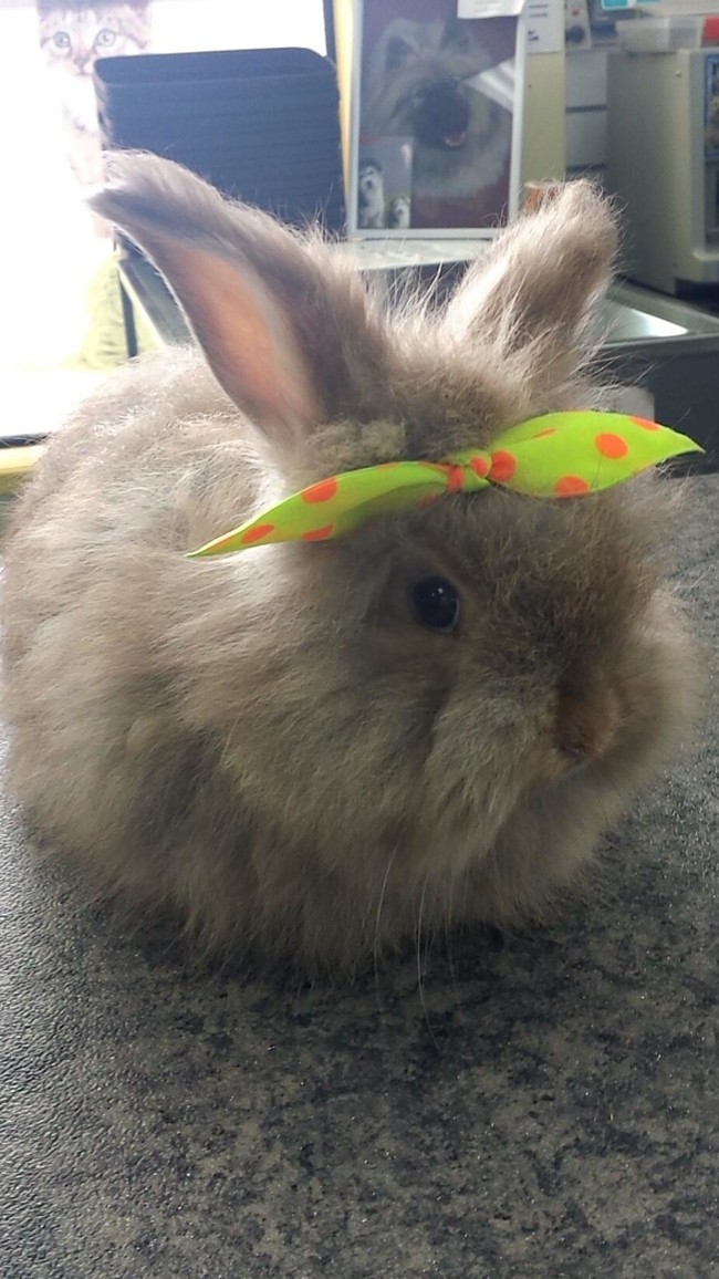 24 Pets Having A Fabulous Hair Day