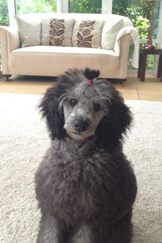 24 Pets Having A Fabulous Hair Day