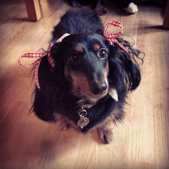 24 Pets Having A Fabulous Hair Day