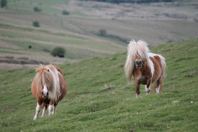 24 Pets Having A Fabulous Hair Day