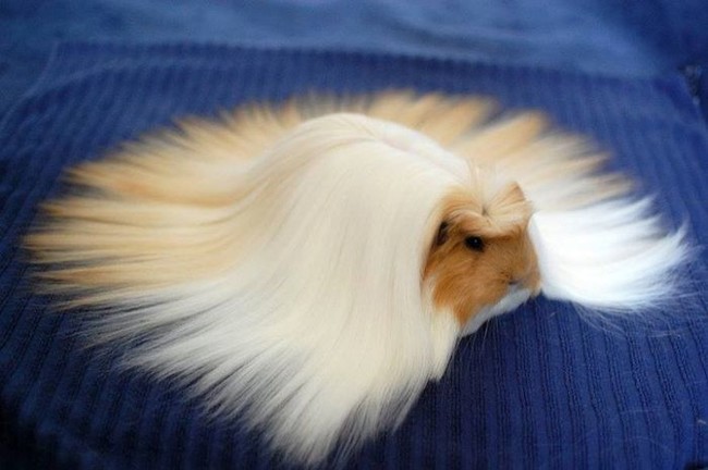 24 Pets Having A Fabulous Hair Day