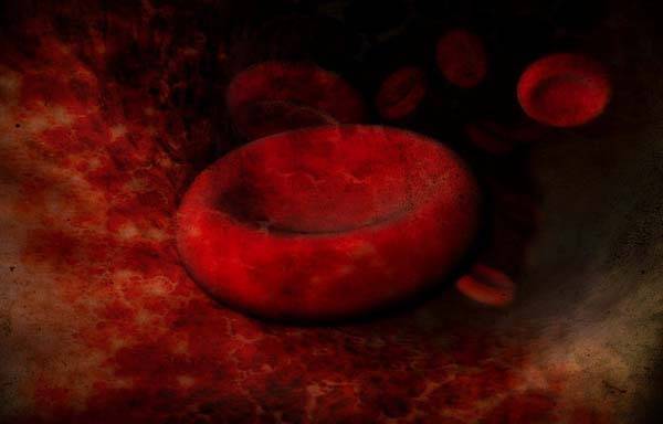 Red blood cells do a circuit of your body every 60 seconds.