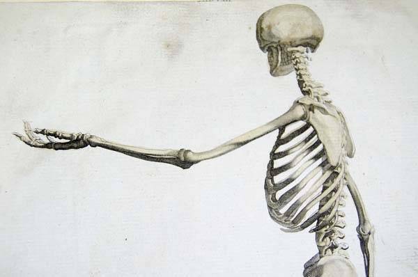Your bones are actually 4 times stronger than concrete.