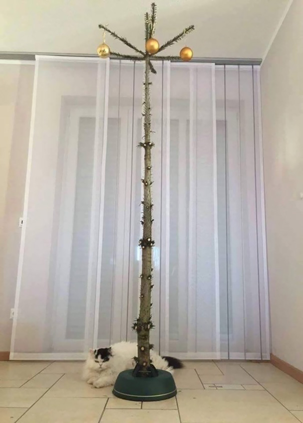 Christmas tree for cat owner