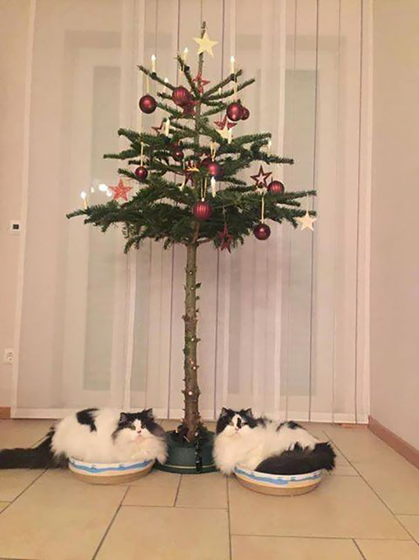 Catified Xmas tree